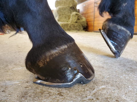 Faq Rehabilitating The Feet After Laminitis The Laminitis Site