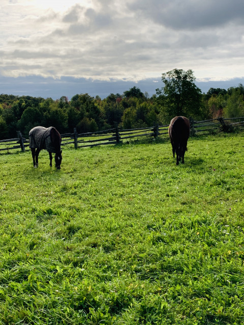 46++ Horse farm for sale near orangeville ontario information