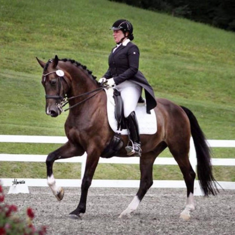 Visit Cindi Wylie Dressage