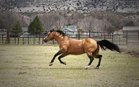 Visit ARIZONA Horse Boarding, RETIREMENT HORSES care programs year around