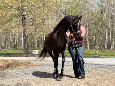 Visit FOR CARE LEASE OR SALE - Black Arabian Stallion OR Gelding