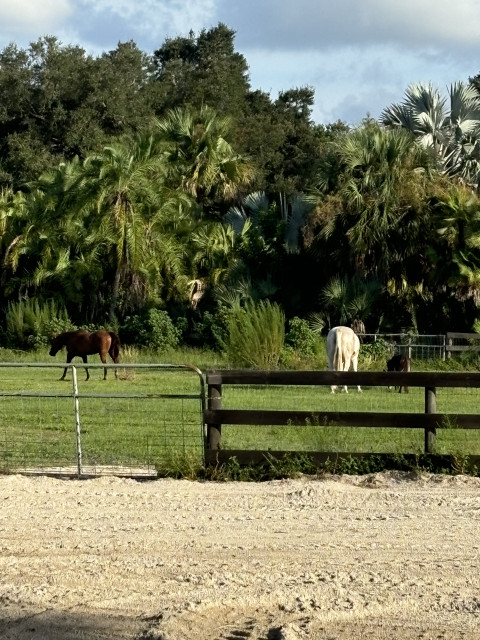 Visit Irish Oaks Horse Boarding and Accomodations