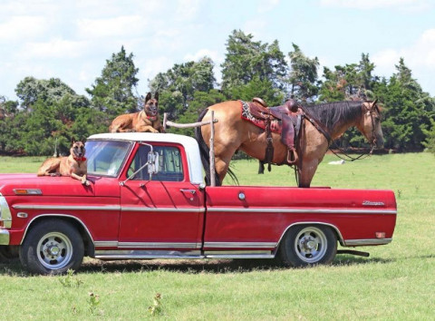 Visit Quarter Horse Buckskin Gelding 15 Hands