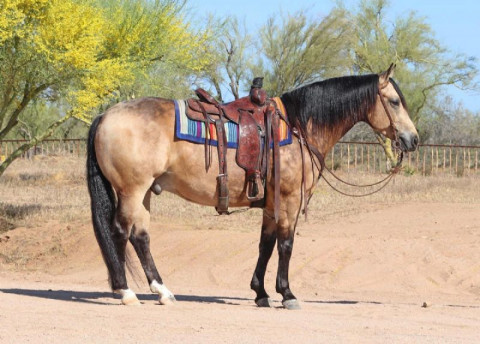 Visit 2015 Buckskin Quarter Horse  Gelding