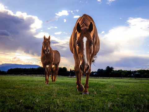 Visit Arizona Horse Boarding & RETIREMENT HORSES Sanctuary