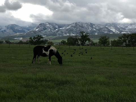 Visit Pristine pasture boarding at veterinary clinic