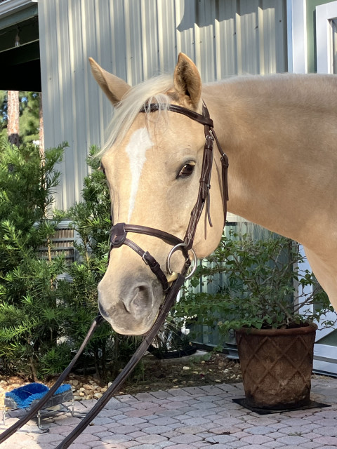 Visit Beautiful palomino QH pony mare for sale