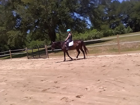 Visit Dix Camelot Farms Boarding and Riding Academy