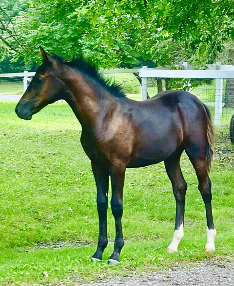 Visit Stunning Friesian Quarter Horse Cross