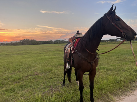 Visit 10 y/o OTTB looking for fresh start!