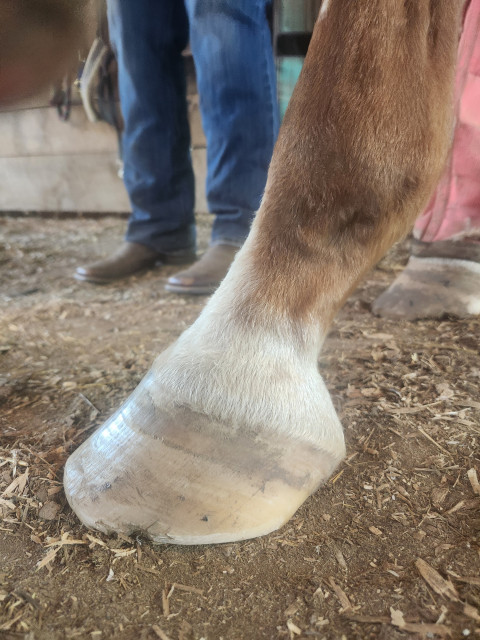 Visit KD Natural Hoof Care