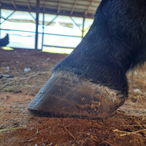 Visit Whole Horse Barefoot Trimmer