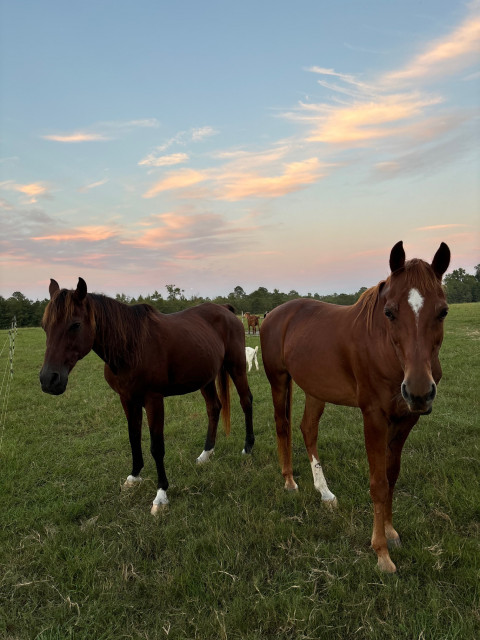 Visit J1s Ranch in Cochran GA