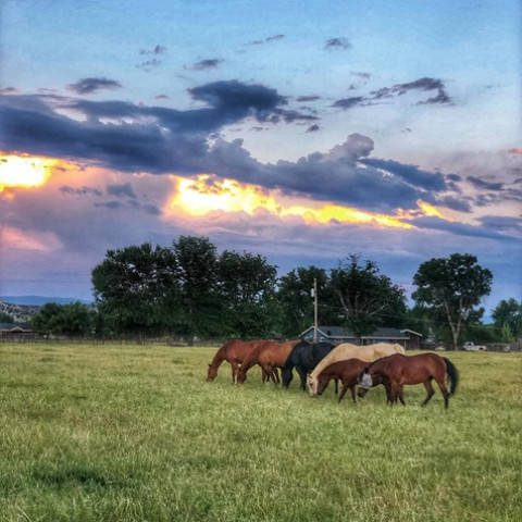 Visit ARIZONA HORSE BOARDING & RETIREMENT HORSES & Broodmares Foals