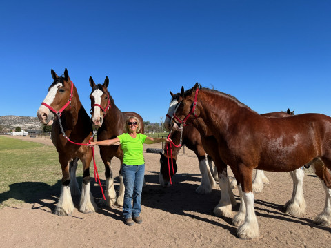 Visit ARIZONA RETIREMENT HORSES Full care Individual care programs