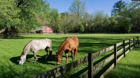 Visit Horse Haven