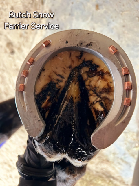 Visit Butch Snow farrier service