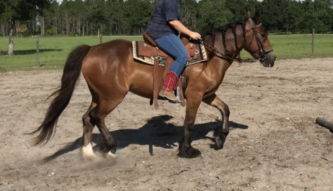 Visit Mobile Horse Training in the Greater Atlanta Area