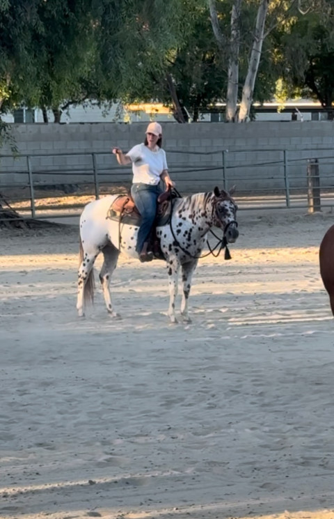 Visit Jacklin’s Practical Western Horsemanship